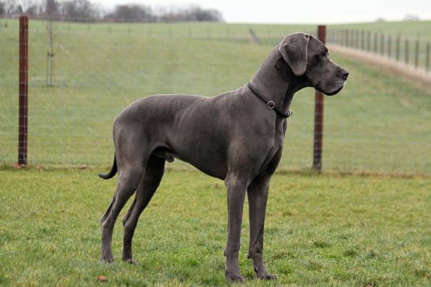 istock great dane portrait in the garden 943655394