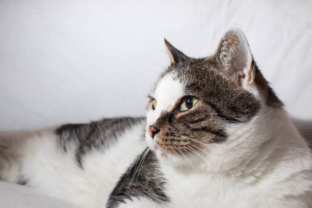 istock Detailed cat with beautiful eyes in a white background composition 943655506