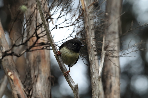 Tomtit bird  New Zealand species