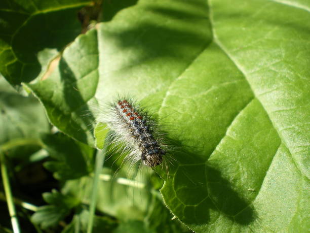 istock Caterpillar in the sunny garden 943656114