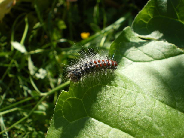 istock Caterpillar in the sunny garden 943656298