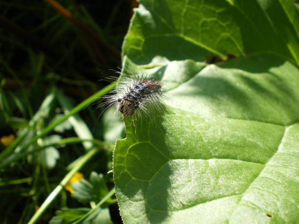 istock Caterpillar in the sunny garden 943656364