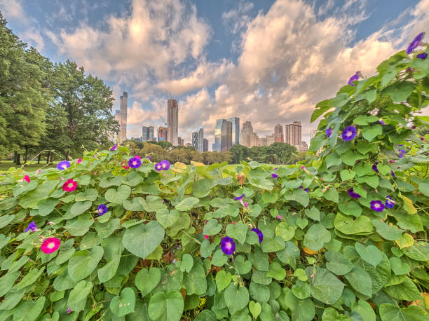 istock Central Park, New York City 943656870