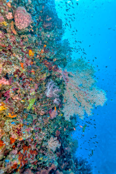 istock Coral reef off coast of Bali 943657222