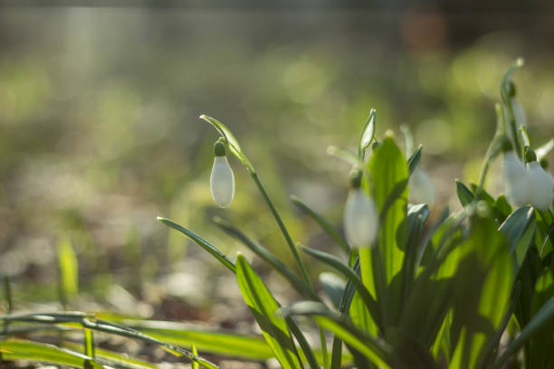 istock Snowdrop spring flowers (Galanthus plicantus). Fresh green well complementing the white Snowdrop blossoms. Snowdrops are a sign of the coming spring, warming the soul. 943662640