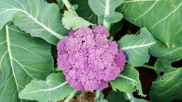 istock Purple cauliflower plant in a vegetable garden. 943662798