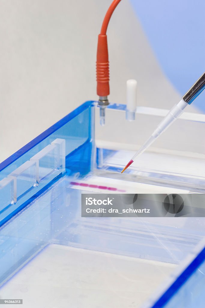 gel de Agarose - Royalty-free Carregar - Atividade Foto de stock