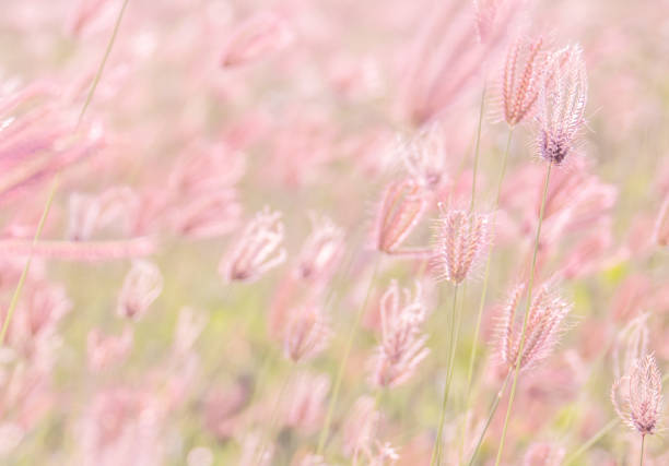 Grass in grassland on sunset. It moving from blowing of wind