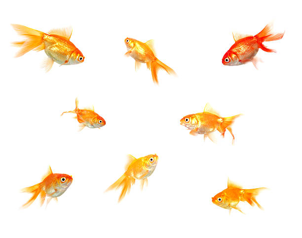 istock Gold Fishes 94366661