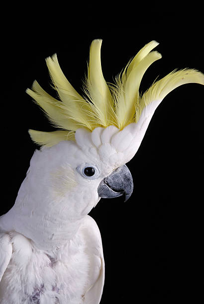 sulphur crested cockatoo - 小葵花美冠鸚鵡 個照片及圖片檔