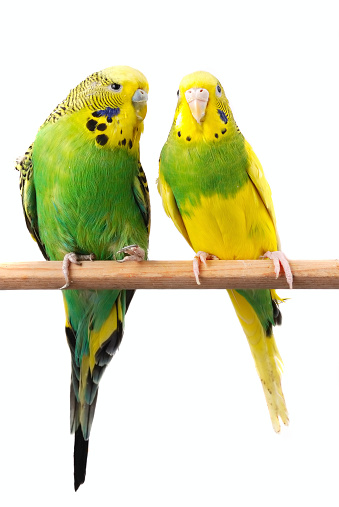 Two budgie isolated on white background