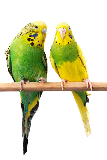 English Budgerigars  budgerigar photos stock pictures, royalty-free photos & images