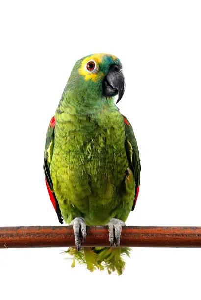 Photo of Yellow-Crowned Amazon Parrot