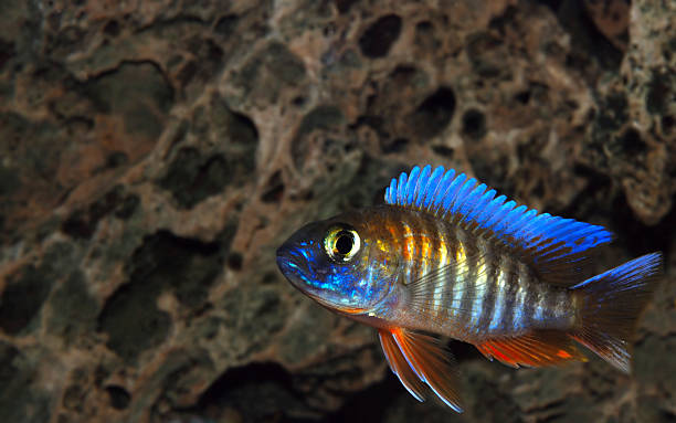 istock The Malawi Butterfly Cichlid 94366713