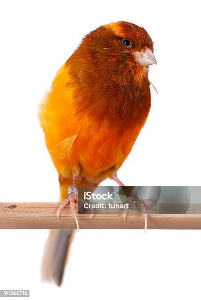 Photo libre de droit de Canari Yorkshire banque d'images et plus d'images libres de droit de Canari - Canari, Yorkshire, Animaux de compagnie