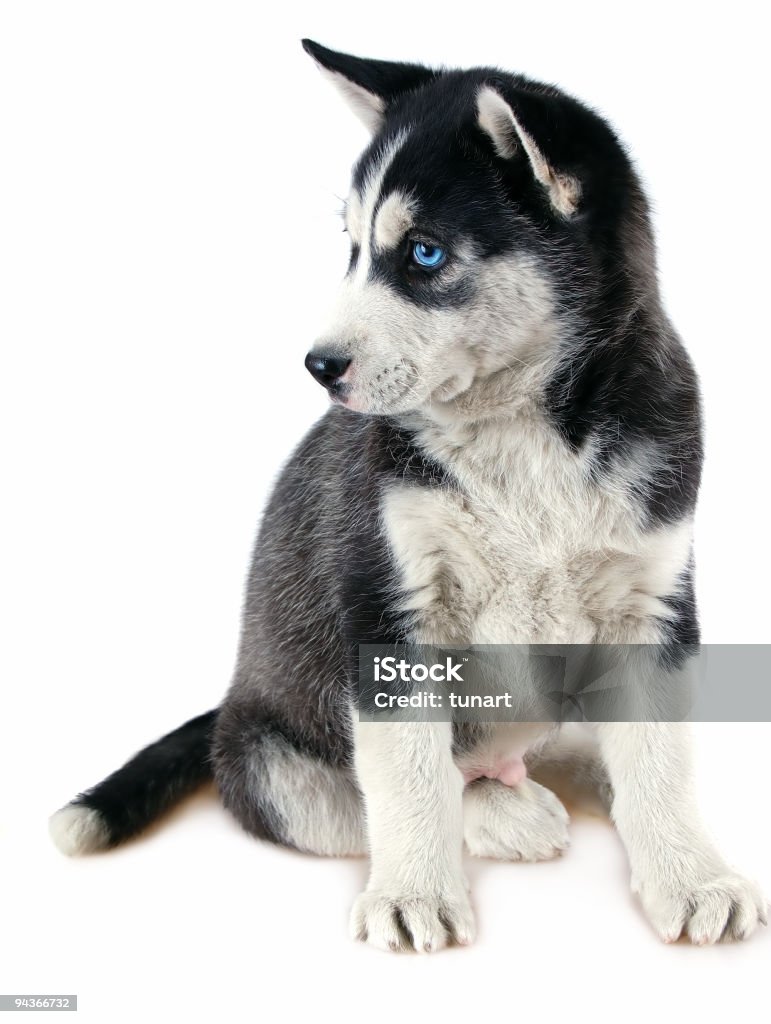 Husky siberiano - Foto de stock de Animal libre de derechos