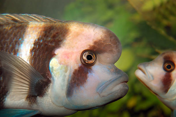 pez tropical de agua dulce en acuario - cyphotilapia frontosa fotografías e imágenes de stock