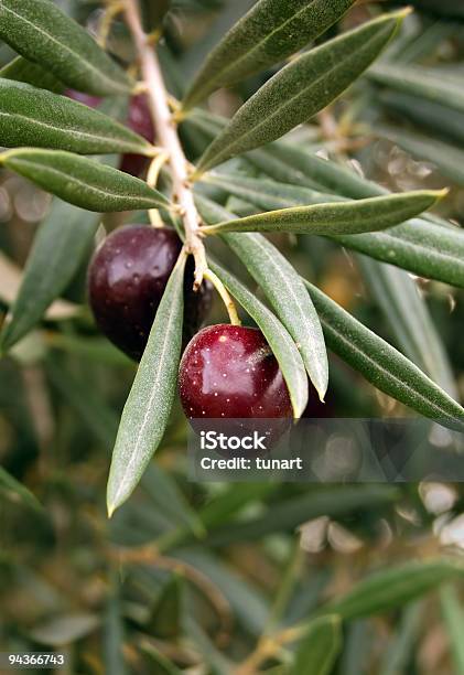 Verde Oliva - Fotografie stock e altre immagini di Albero - Albero, Olio d'oliva, Agricoltura