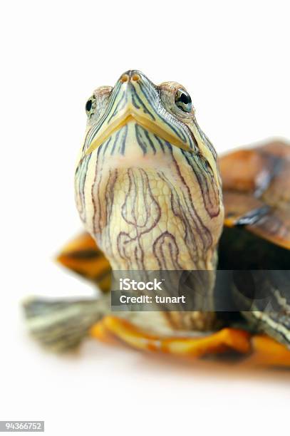 Photo libre de droit de Tortue De Floride Trachemys Scripta Elegans banque d'images et plus d'images libres de droit de Objet ou sujet détouré - Objet ou sujet détouré, Tortue aquatique, Amphibien