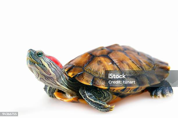 Tartaruga Dalle Orecchie Rosse Trachemys Scripta Elegans - Fotografie stock e altre immagini di Tartaruga dalle orecchie rosse - Trachemide