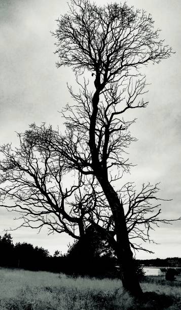 istock Dead tree on Whidbey Island, WA 943668720