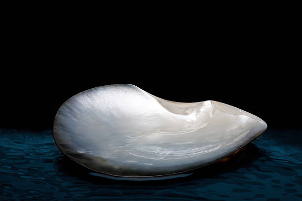 sea shells on many different colors backgrounds