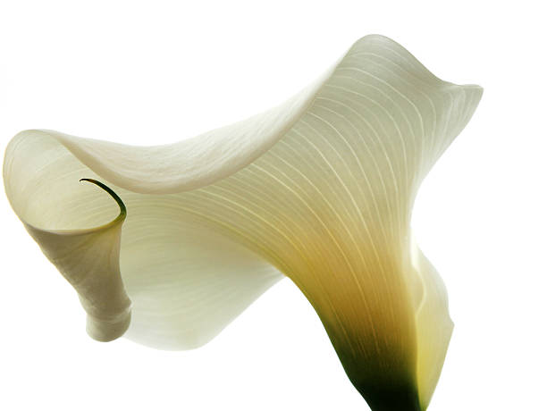 flor de lírio - lily calla lily flower single flower - fotografias e filmes do acervo