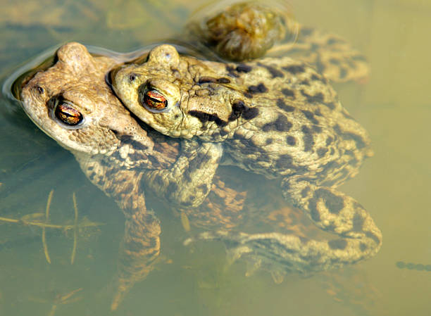 dois toads comum - mating ritual - fotografias e filmes do acervo