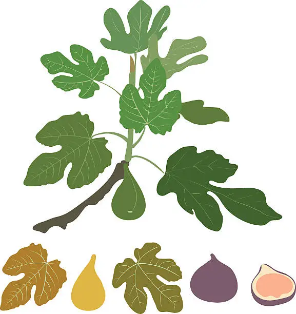 Vector illustration of fig