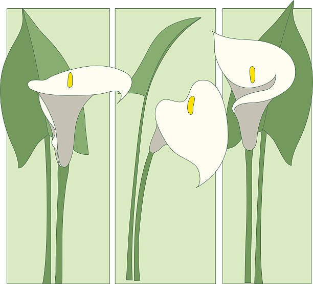 ilustrações, clipart, desenhos animados e ícones de copo de leite - lily calla lily flower single flower