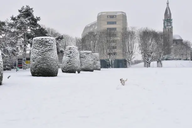 Picture of a dog playing in a park covered in snow in Paris.