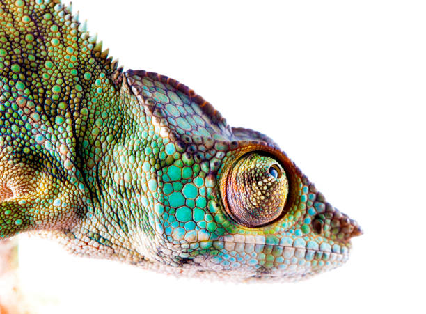 istock Chameleon portrait- Panther chameleon (Furcifer pardalis) 943674408