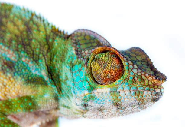 istock Chameleon portrait- Panther chameleon (Furcifer pardalis) 943674422