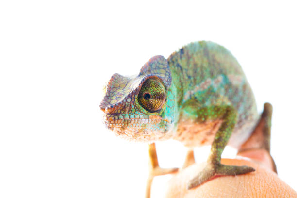 istock Chameleon portrait- Panther chameleon (Furcifer pardalis) 943674428