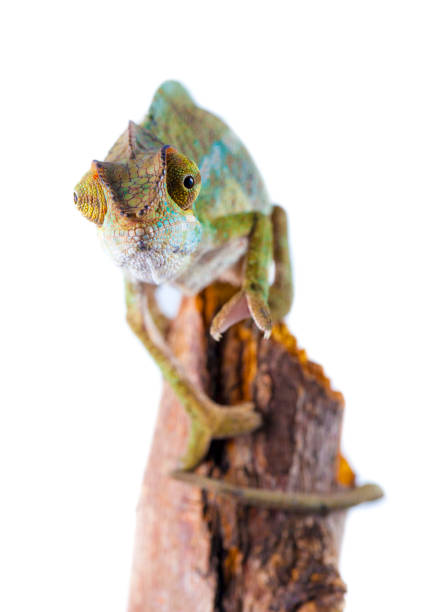 istock Chameleon portrait- Panther chameleon (Furcifer pardalis) 943674436