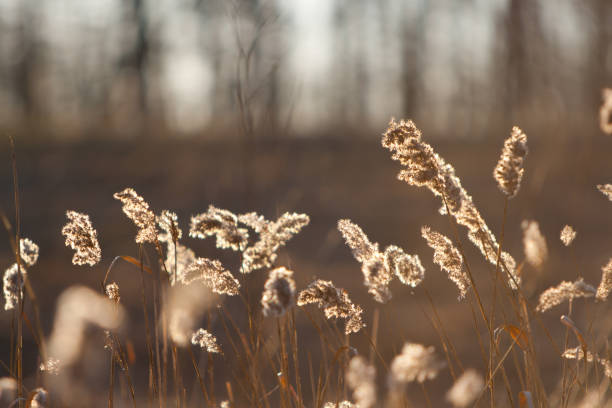 Spikelets of last year's dry grass in the spring April forest at sunset. Backlit sunlight.