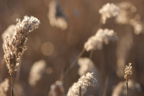 istock Spikelets of last year's dry grass in the spring April forest at sunset. Backlit sunlight 943675152