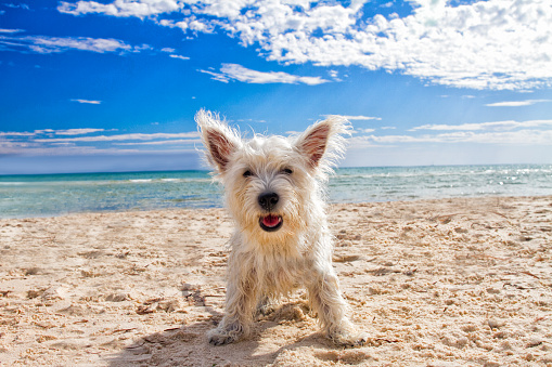 A west Highland Terrier happy at a deserted Australian beach.