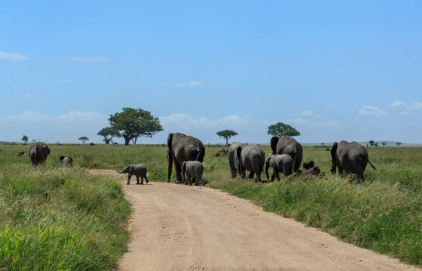 istock An African bush elephant herd crossing the road 943678832