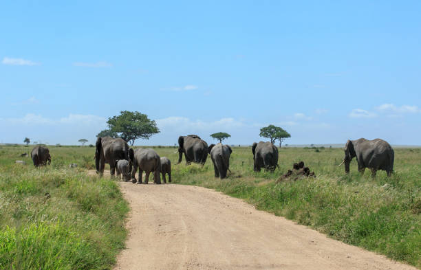 istock An African bush elephant herd crossing the road 943678840