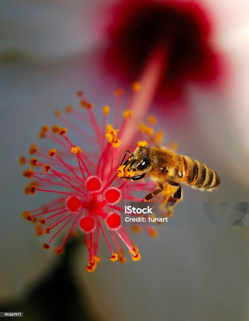 꿀벌 - 로열티 프리 0명 스톡 사진