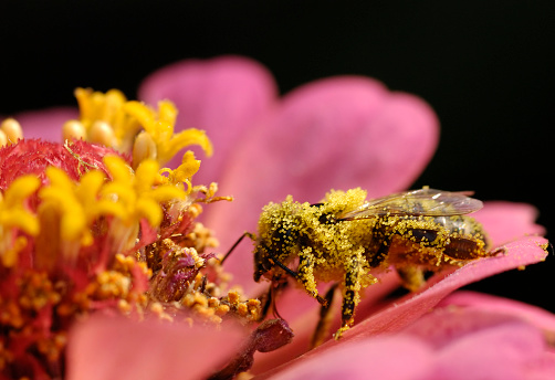 Flying honey bee collecting bee pollen from apple blossom. Bee collecting honey.