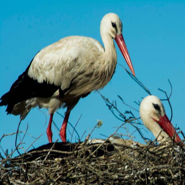 istock Storks in their nest on a day with clouds 943681528