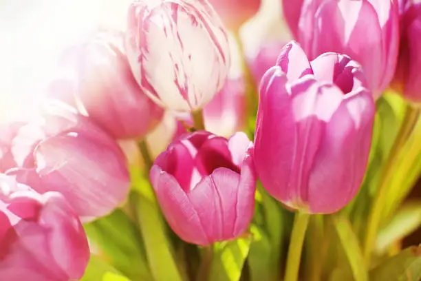 Bright pink tulips in the sun close-up. Spring composition