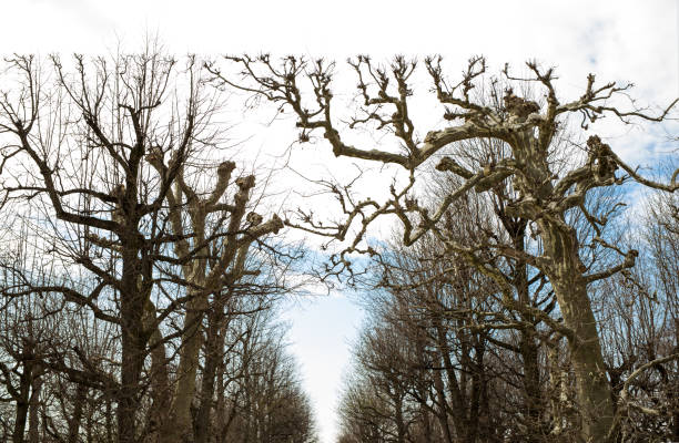 Perfectly cut trees in a garden on a day