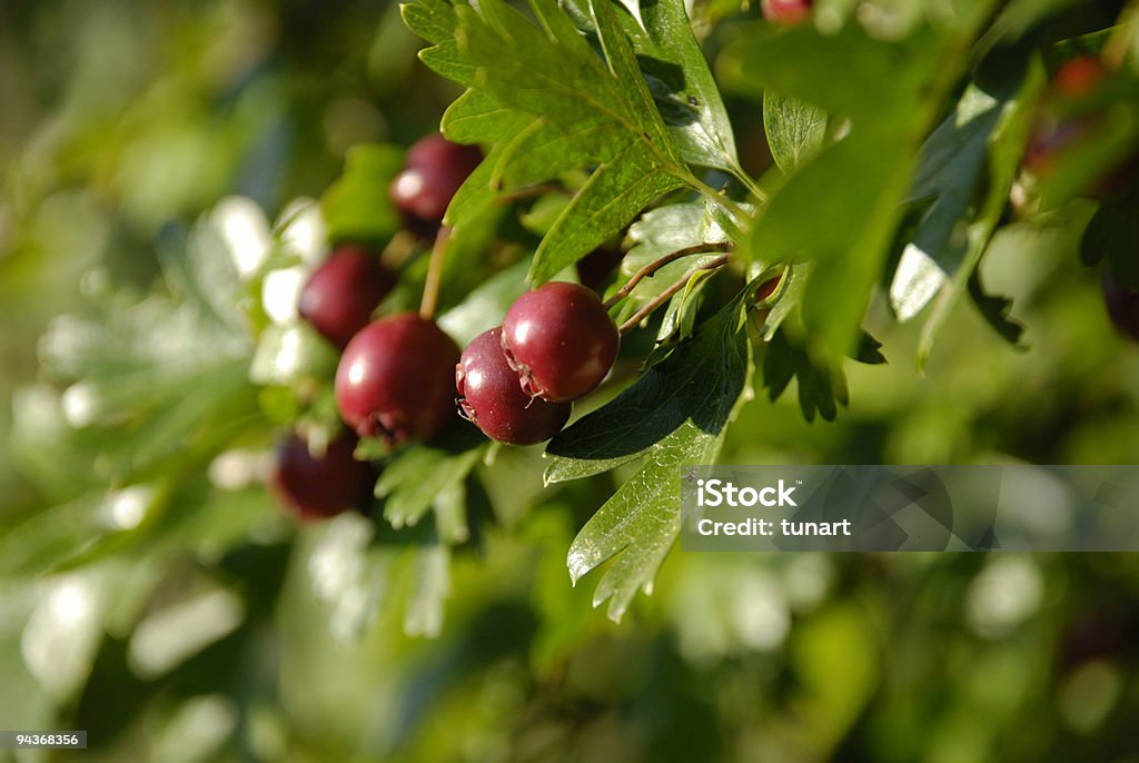 ツノ（Crataegus - カラー画像のロイヤリティフリーストックフォト