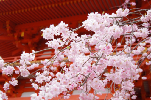 Cherry Blossom, Kyoto, Japan