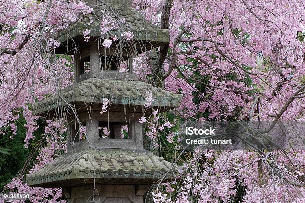 Fiore Di Ciliegio - Fotografie stock e altre immagini di Fiore di ciliegio - Fiore di ciliegio, Giappone, Città di Kyoto