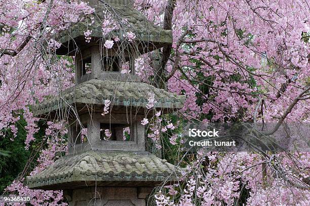 Foto de Cherry Blossom e mais fotos de stock de Flor de Cerejeira - Flor de Cerejeira, Japão, Cidade de Quioto