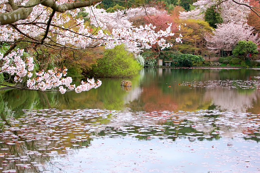 carp or koi fish on pond with tropical tree in park at cafe and restaurant